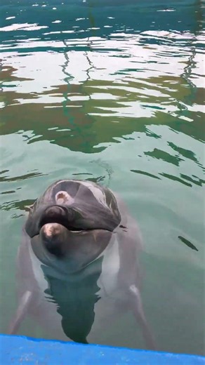 三重県鳥羽市 イルカ島 イルカに餌やり #dolphin #イルカ #イルカウォッチング