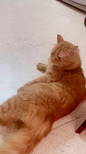 Leo's Scratch on Reels