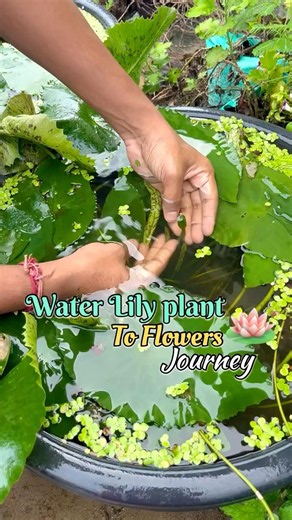 Water Lily Plants To Flowers Journey | Last Year Water Lily Plant Finally Blooming Flower #waterlily