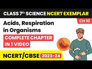 Respiration in Organisms - Quick Revision & NCERT Exemplar Solutions | Class 7 Science Chapter 10
