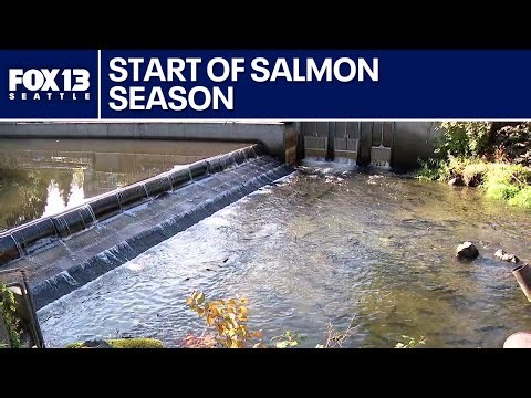 Return of chinook marks start of salmon season | FOX 13 Seattle