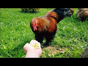 Part 3 - I Feed my Gold Brahma Chickens - Video 4K