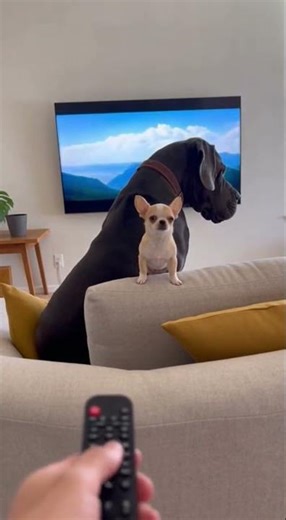 Chihuahua Controls the TV With a Remote (Next to a Giant Great Dane) 😂 #Shorts