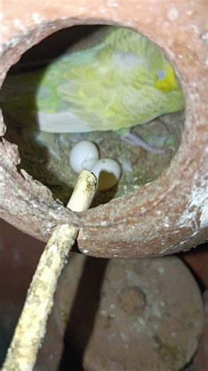 Budgeri birds laying Eggs 🥚 #trendingshorts #birds #breedingpair #parrotbreeding #parrot #breeding