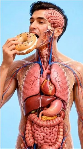 What Actually Happens When You Eat a Cream Cheese Bagel? 🥯🧠