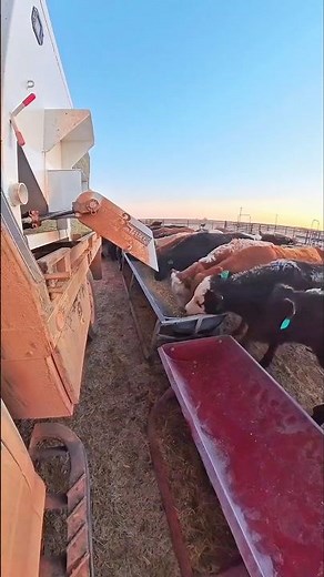 Moderne Fütterung: Hunderte Kühe kommen perfekt organisiert! #farmer #farmlife #cow #automobile