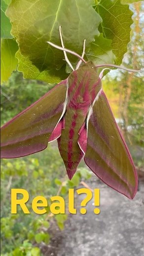 This Giant Moth Lives in Estonia (Suur-punasuru)