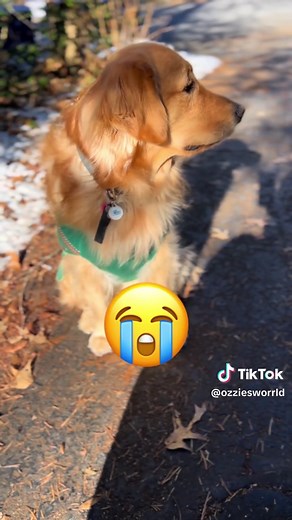 Hilarious Lipstick Mishap with Golden Retriever
