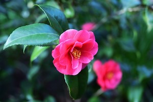 椿の種類とおすすめ5選。上手な育て方のポイントや注意点も | HanaSaku