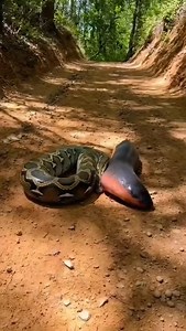 Python vs electric eel 😦🐍 #wildlife #animals | Lalit Kumar