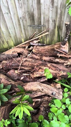 Gardening for hedgehogs 🦔 #wildlifegarden