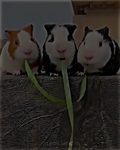 Hamster Laughter Compilation: Funniest Moments