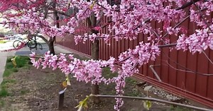 Intro to Trees of Indiana: Redbud