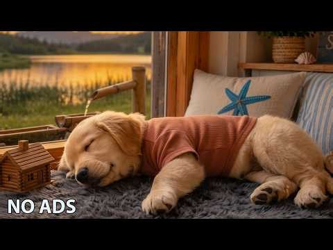 12 Hours Dog Chilling Music 🎵 Dog Calming Music - Relaxation Sounds for Dogs ⭐ No Ads