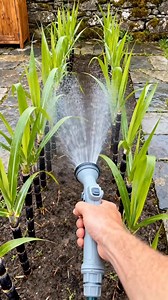 Internet experts at it again: "Sugar cane has no seeds! #sugarcane #blackSugarcane #fresh #Foodie #foryou | Agriculture 9.8