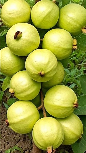 🌱Grow Guava Tree from fresh guava– Full Step-by-Step Tutorial!