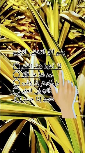 Surah Falak -سورة الفلق 🌼🌙 #surahfalaq #quran #quranrecitation #qurantilawat #surahalmulktilawat