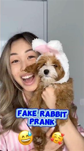 FAKE RABBIT PRANK #shorts #iribabyworld #prank