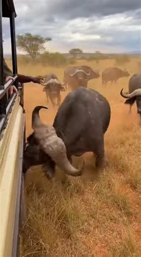 PACK OF WATER BUFFALO ATTACK A TOUR BUS IN AFRICA. A safari tour bus was damaged Tuesday after being charged by a group of water buffalo on a rural road in an African wildlife reserve, according to park officials. Witnesses say the herd emerged suddenly from tall grass and struck the vehicle multiple times, denting its exterior and cracking windows. The driver stopped the bus and followed safety protocols as passengers remained inside. No injuries were reported. Rangers later escorted the bus fr