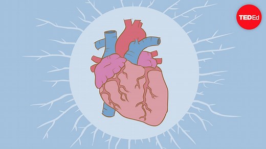 How the heart actually pumps blood