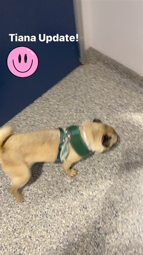 8.4K views · 304 reactions | Tiana is done with isolation and is now enjoying the ‘ Free Bird’ area. She’s come such a long way from the shivering, terrified little girl who arrived less than two weeks ago . Up next a spay but we are taking applications | Pug Nation Rescue of Los Angeles | Facebook