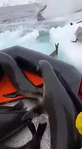 Sea Otter Jumps Onto Rescue Boat as Orca Attacks! The scene shows a terrified sea otter sprinting across the rippling, pale blue water as a massive orca approaches. Rescuers shout and bang on the inflatable boat as the otter jumps onto the rubber tube and climbs onto the boat—just as the orca surfaces, gasps for air, and slams against the boat's stern. #animalrescue #orca #otter | GiggleFuse Shorts