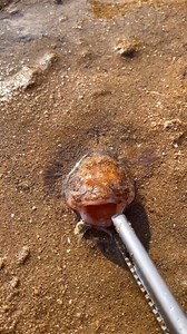 cute sea creatures that you may not have seen anywhere before | VNnails