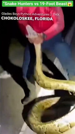“Python Hunters Capture Massive 19-Foot Record-Breaking Snake! 🐍😱”#shorts