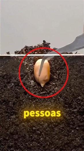 É assim que os amendoins realmente NASCEM!