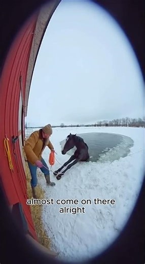 Incredible Horse Rescue From Frozen Lake