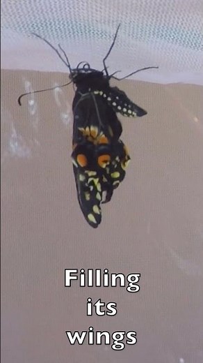Time lapse: Caterpillar to Butterfly Metamorphosis