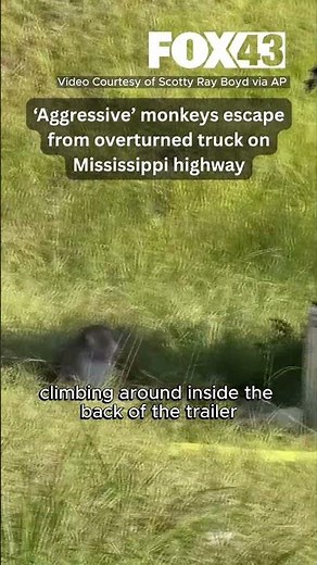 ‘Aggressive’ monkeys escape from overturned truck on Mississippi highway