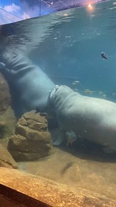 3.2K views · 134 reactions | Let's start this Friday off with a hippo video.  | Adventure Aquarium | Facebook