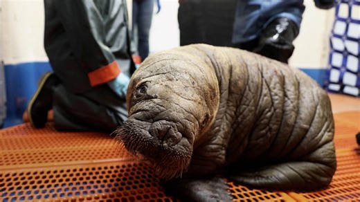 This Tiny Walrus Will Melt Your Heart | Nature