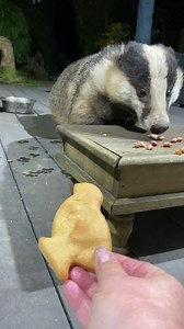 41K views · 5.6K reactions | I’m sorry to say Mr Lumpy bought the last packet of toilet rolls! Sorry folks he’s such a Naughty Badger  My friend Georgie made the Badgers peanut butter cookies from a dog friendly recipe! Mmmmm yum yum ❤️ | Mr Lumpy & Friends. | Facebook