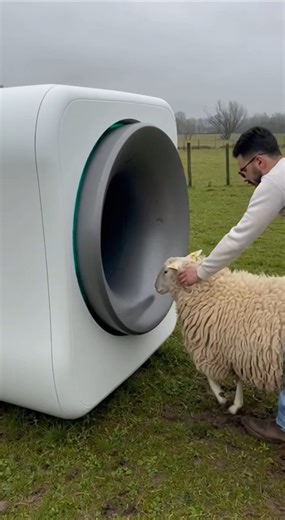 This Ring Machine Swallowed the Sheep #farming #shortsviral #sheepfarming #viral #sheep #thesheep