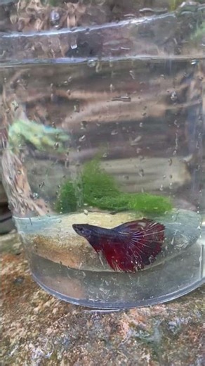 Creating a Natural Betta Fish Aquascape in the River 🌊🐟