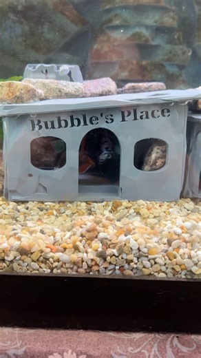 Bambu H2S to the Rescue! 3D Printing an African Cichlid #bambu #3dprinting #cichlid