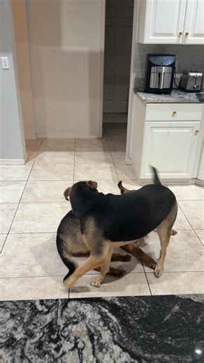 German Shepherd Rottweiler Mix Talking Dog Rants