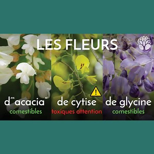 85K views · 680 reactions | C'est la saison des beignets de fleurs, mais attention aux confusions. Voici quelques conseils pour reconnaitre le robinier faux-acacia, le cytise et la glycine et surtout ne pas se tromper  En ce moment nous proposons une formation gratuite sur la cueillette et les usages complets de 6 plantes sauvages ici : bit.ly/formation-6-plantes-sauvages | Le Chemin de la Nature | Facebook