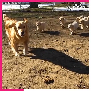 The cutest game of tag ever! | The Pet Collective