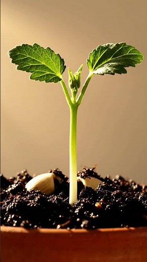 Growing Okra From Seed Time Lapse – 115 Days