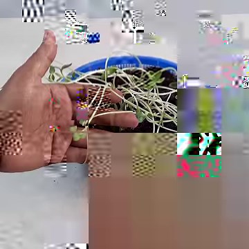 How To Grow Watermelon Plants From Seed At Home | Ashik Muztaba