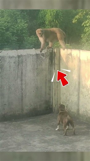 Pitbull Defiende su Casa de un Mono Gigante 😱