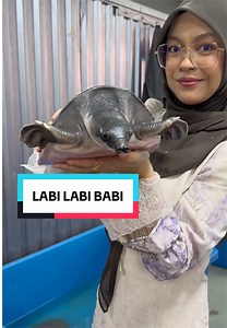 Fly River Turtle Labi-Labi Hidung Babi #flyriverturtle #turtle #exotic #fyp