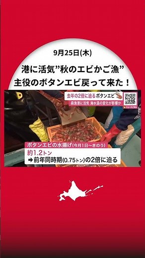 The port is booming! Landings of "Botan shrimp" are nearly double the 2024 level at approximately...
