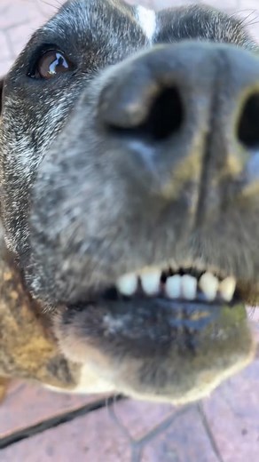 🦁 or 🐶 -🥊☠️ The Flemish Giant Rabbit is so huge 😳🐰#flemishgiant #facts #animalfac #flemishgiantrabbit #viral #foryou #xuhuong #animals #animallover #wild #dog #asmr #naturelovers #fyp #wildlife #pet #amazing | R 23