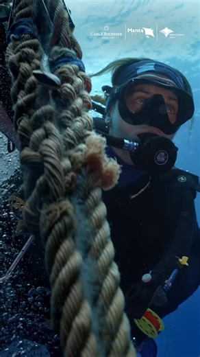 2.8K views · 44 reactions | 錄 Azores Devil Ray Research Expedition...