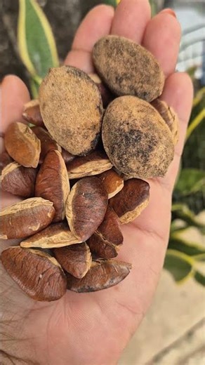 เม็ดกระบก #สรรพคุณ #บำรุงสุขภาพ #สมุนไพร