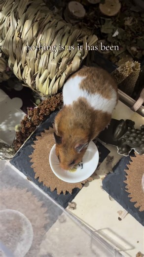 Forever and always, Pandora moon🌙 #hamster #hamsters #petloss